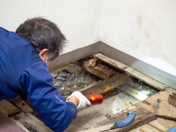 Best Black Mold Removal  in Tonto Basin, AZ