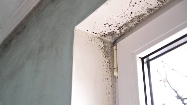 Best Mold Cleaning Services  in Tonto Basin, AZ
