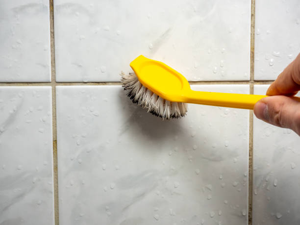 Professional Mold Removal in Tonto Basin, AZ