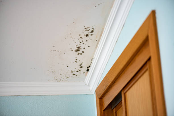 Mold Testing and Removal in Tonto Basin, AZ