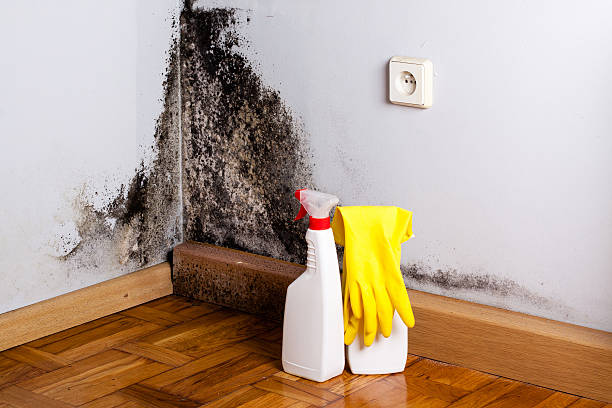 Best Mold Damage Repair  in Tonto Basin, AZ