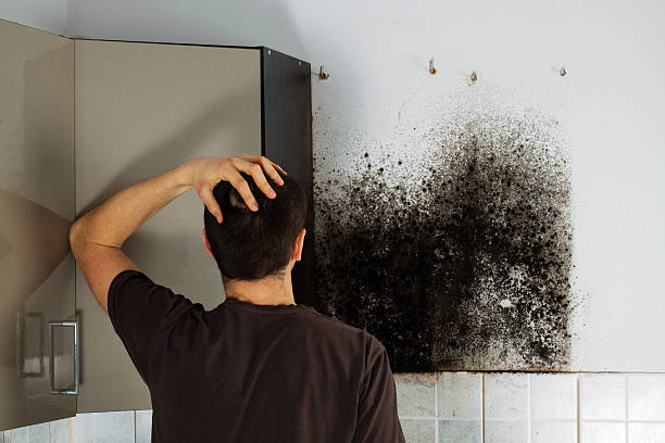 Best Toxic Mold Removal  in Tonto Basin, AZ