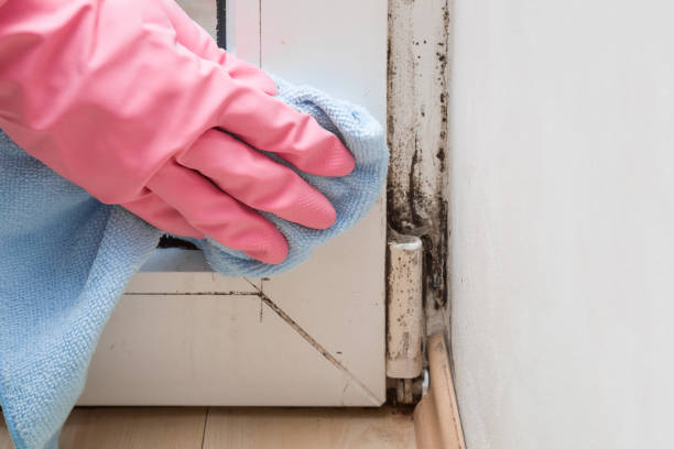 Best Mold Testing and Removal  in Tonto Basin, AZ